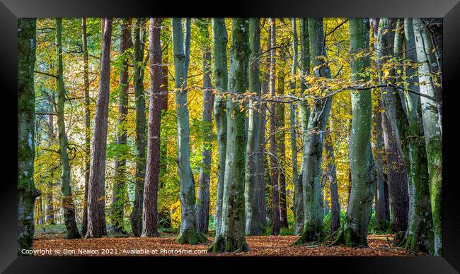 Can't see the wood for t he trees. Framed Print by Don Nealon