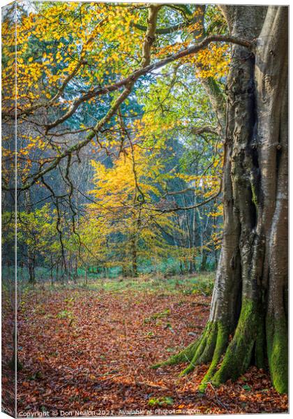 Golden Glow in Haddo House Woodland Canvas Print by Don Nealon