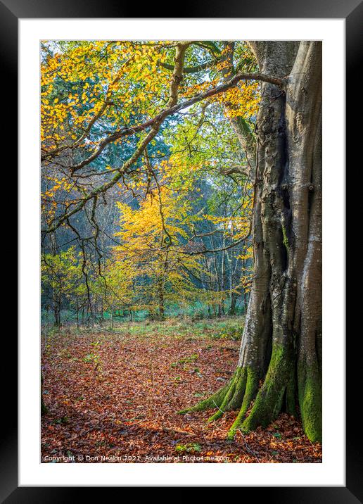 Golden Glow in Haddo House Woodland Framed Mounted Print by Don Nealon