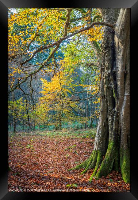 Golden Glow in Haddo House Woodland Framed Print by Don Nealon