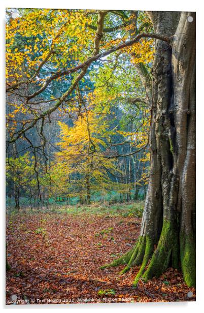 Golden Glow in Haddo House Woodland Acrylic by Don Nealon