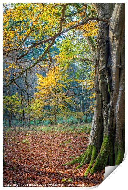 Golden Glow in Haddo House Woodland Print by Don Nealon