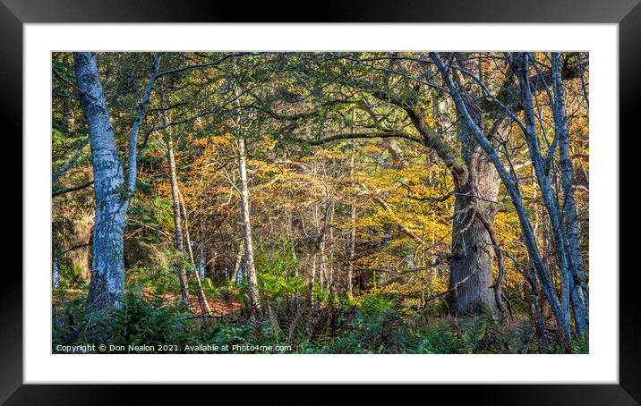 Embracing the Autumnal Glow Framed Mounted Print by Don Nealon