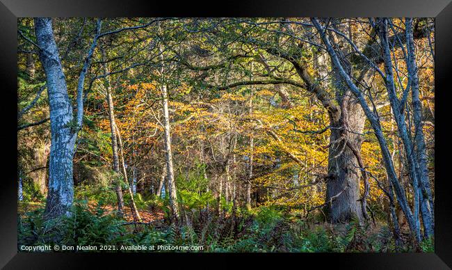 Embracing the Autumnal Glow Framed Print by Don Nealon