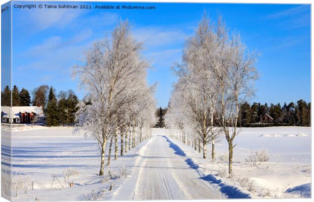 Frosted Birch Tree Lined Road Canvas Print by Taina Sohlman