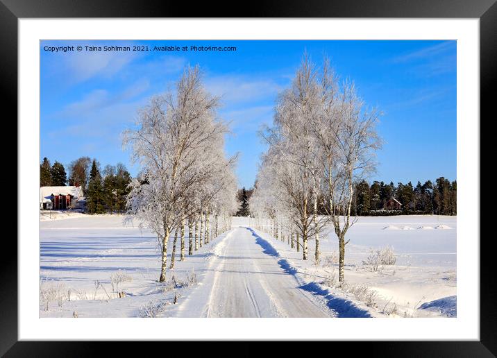Frosted Birch Tree Lined Road Framed Mounted Print by Taina Sohlman