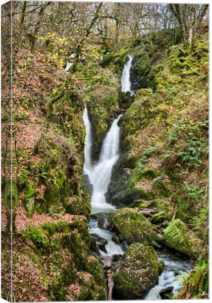 Stock Ghyll Force Ambleside Canvas Print by Roger Green
