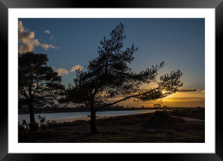 Pine trees, New Forest... Framed Mounted Print by Elzbieta Sosnowski