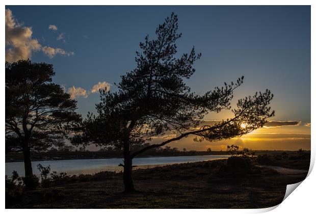 Pine trees, New Forest... Print by Elzbieta Sosnowski