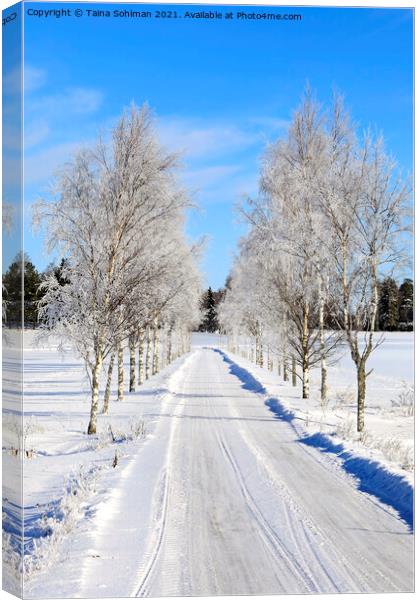 Frosted Birch Tree Lined Road in February Canvas Print by Taina Sohlman