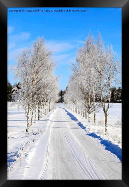 Frosted Birch Tree Lined Road in February Framed Print by Taina Sohlman
