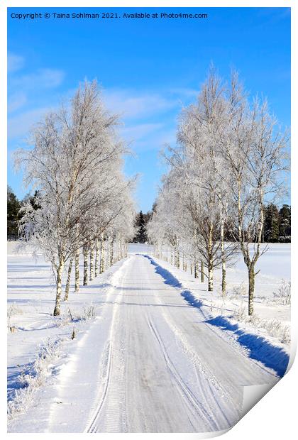 Frosted Birch Tree Lined Road in February Print by Taina Sohlman