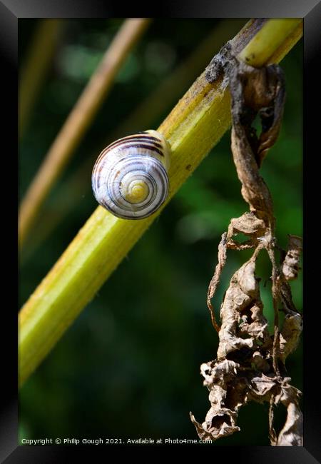 SNAIL ON STEM Framed Print by Philip Gough