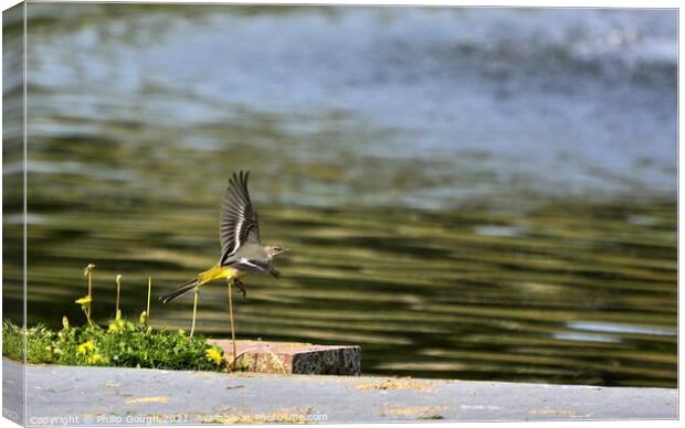 GREY WAGTAIL FLYING Canvas Print by Philip Gough