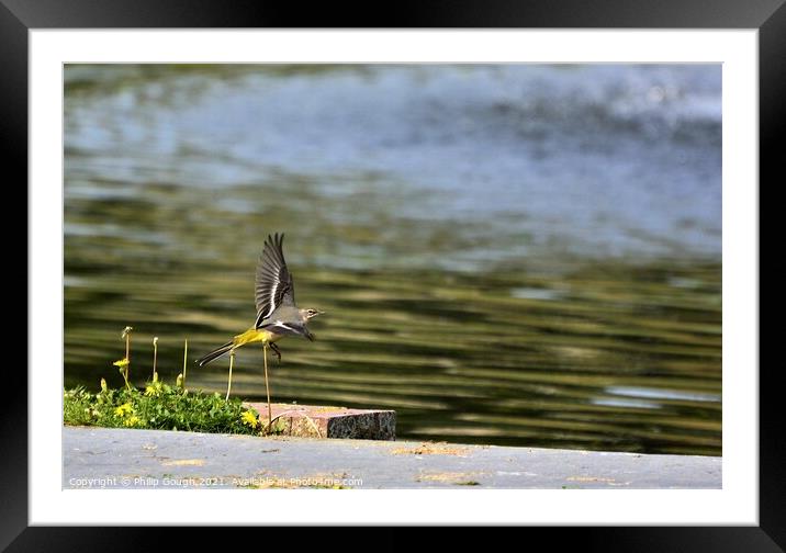 GREY WAGTAIL FLYING Framed Mounted Print by Philip Gough