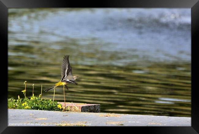 GREY WAGTAIL FLYING Framed Print by Philip Gough
