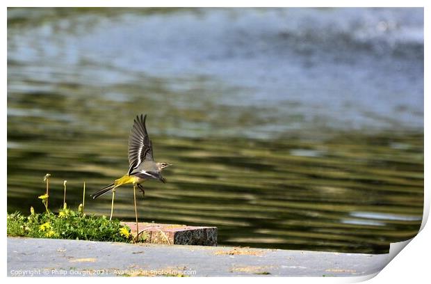 GREY WAGTAIL FLYING Print by Philip Gough