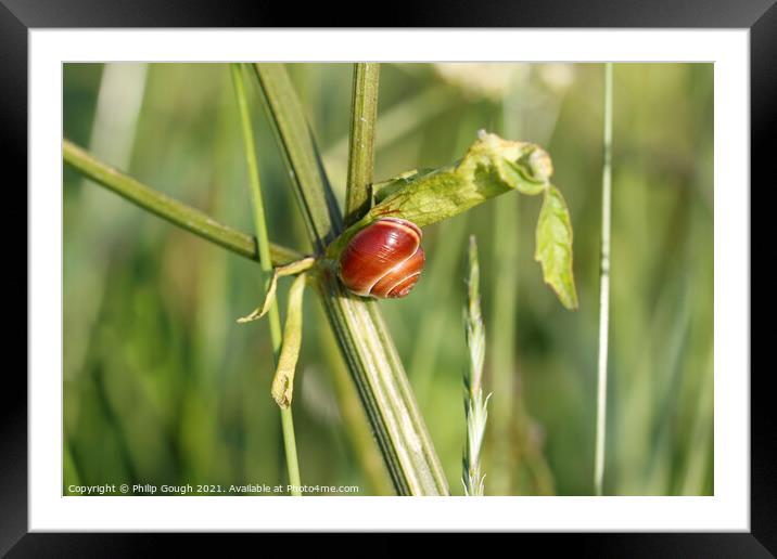 Brown Snail and shell on a plant. Framed Mounted Print by Philip Gough