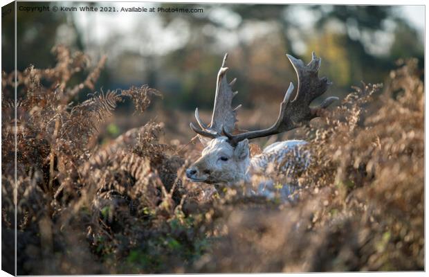 Young stag hiding Canvas Print by Kevin White