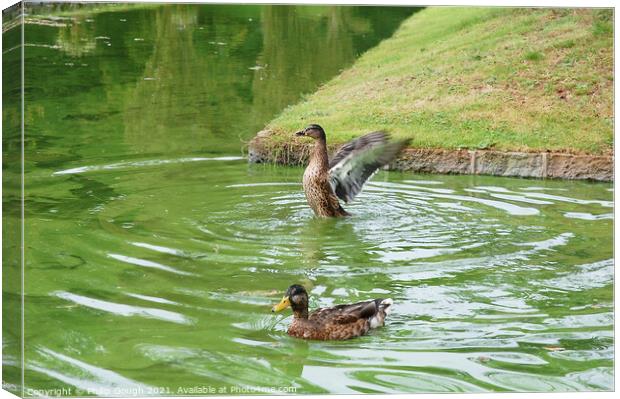 Ducks On Water Canvas Print by Philip Gough