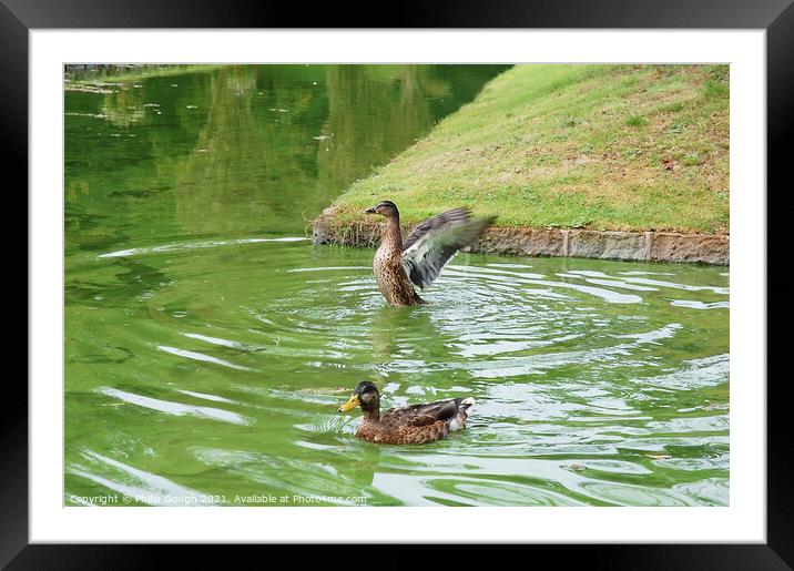 Ducks On Water Framed Mounted Print by Philip Gough