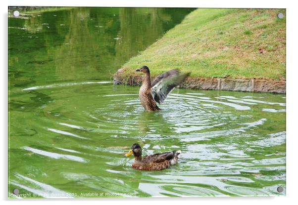 Ducks On Water Acrylic by Philip Gough