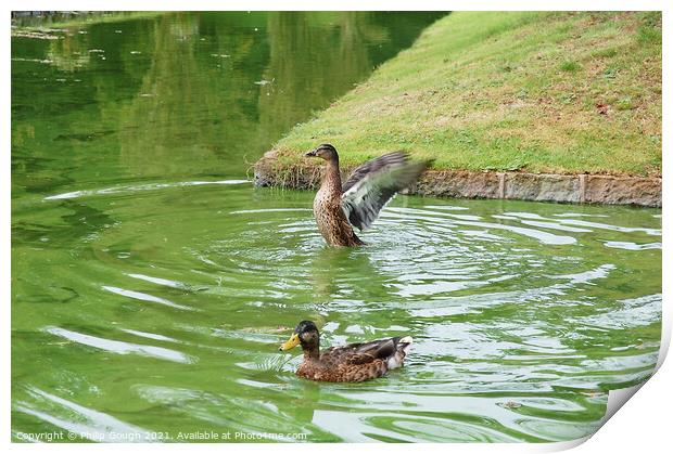 Ducks On Water Print by Philip Gough