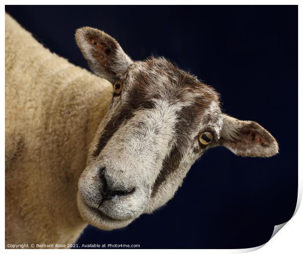 North of England Mule Sheep Print by Bernard Rose Photography