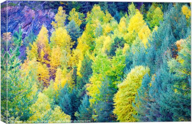 Autumn colors in the woods - Orton glow Edition  Canvas Print by Jordi Carrio