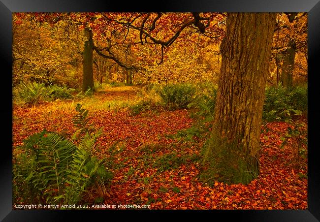 Southwick Wood Northamptonshire in Autumn Framed Print by Martyn Arnold