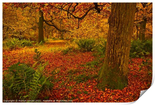 Southwick Wood Northamptonshire in Autumn Print by Martyn Arnold