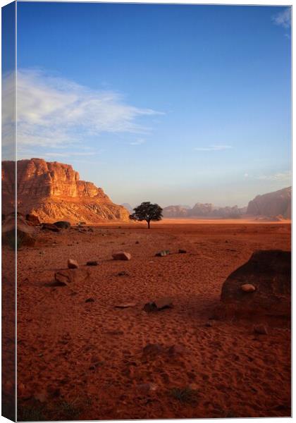 Lone tree of the desert  Canvas Print by Rudi Darlington