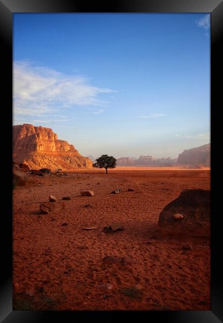 Lone tree of the desert  Framed Print by Rudi Darlington