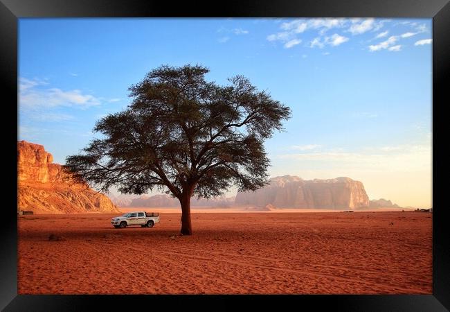The desert tree  Framed Print by Rudi Darlington