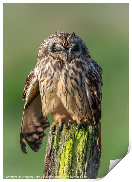 Short eared Owl sleeping Print by Stephen Rennie