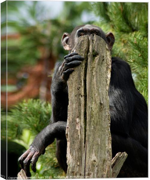 Chimpanzee hidding Canvas Print by Bernard Rose Photography