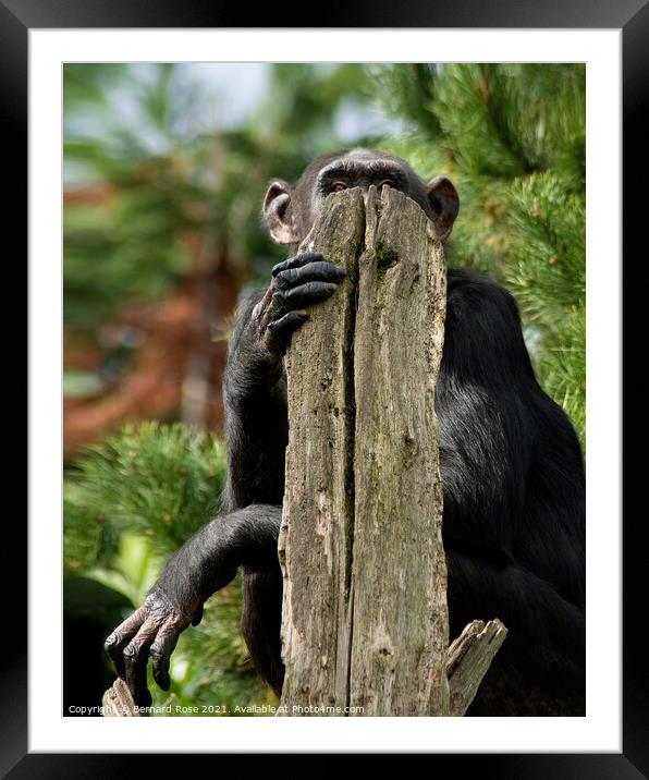 Chimpanzee hidding Framed Mounted Print by Bernard Rose Photography