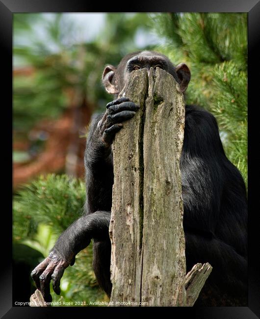 Chimpanzee hidding Framed Print by Bernard Rose Photography