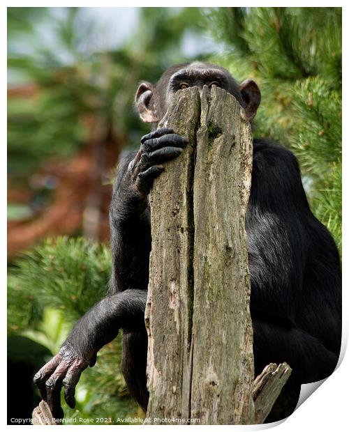 Chimpanzee hidding Print by Bernard Rose Photography