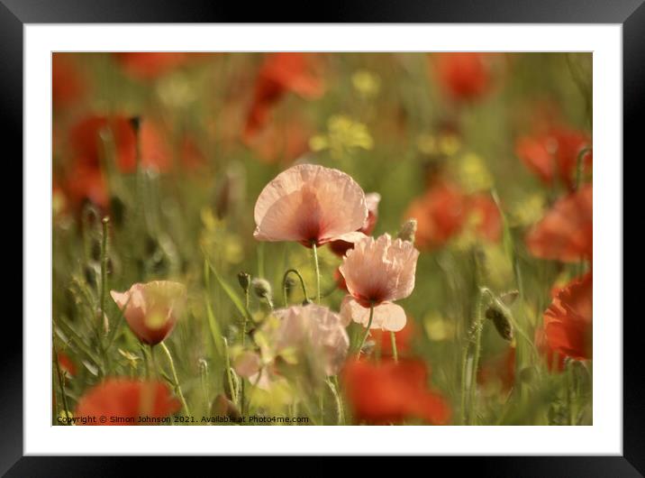 Poppy Flowers Framed Mounted Print by Simon Johnson