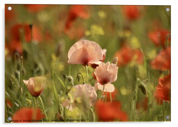 Poppy Flowers Acrylic by Simon Johnson