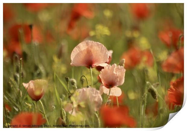 Poppy Flowers Print by Simon Johnson