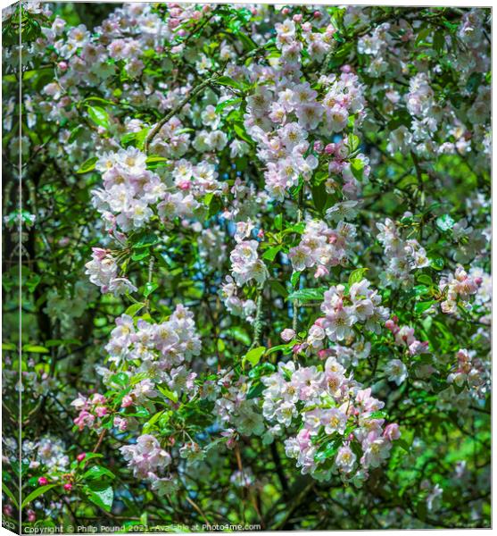 Plant  Canvas Print by Philip Pound