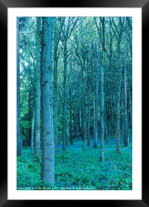 Bluebell Woods Framed Mounted Print by Philip Pound