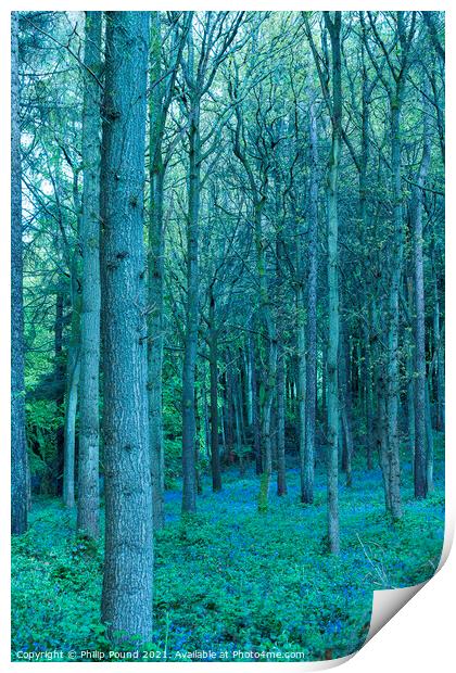 Bluebell Woods Print by Philip Pound