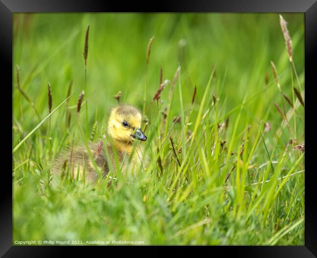 Gosling in the grass Framed Print by Philip Pound