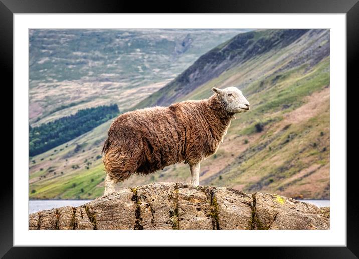 Herdwick Sheep Framed Mounted Print by Derek Beattie