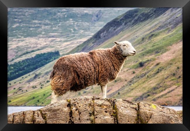 Herdwick Sheep Framed Print by Derek Beattie