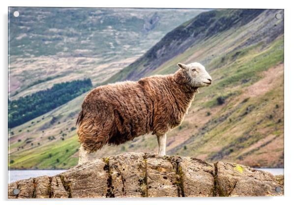 Herdwick Sheep Acrylic by Derek Beattie
