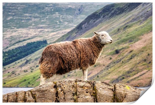 Herdwick Sheep Print by Derek Beattie